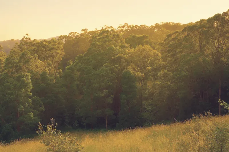 Tall eucalypt forest above a grassy slope at Numinbah Valley in warm afternoon light.